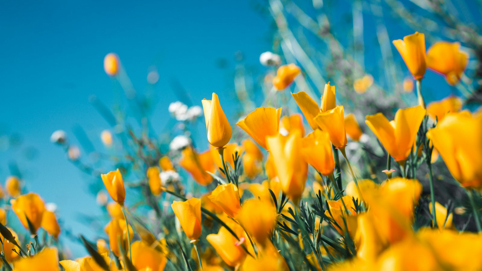 Gelbe Frühlingsblumen vor blauem Himmel
